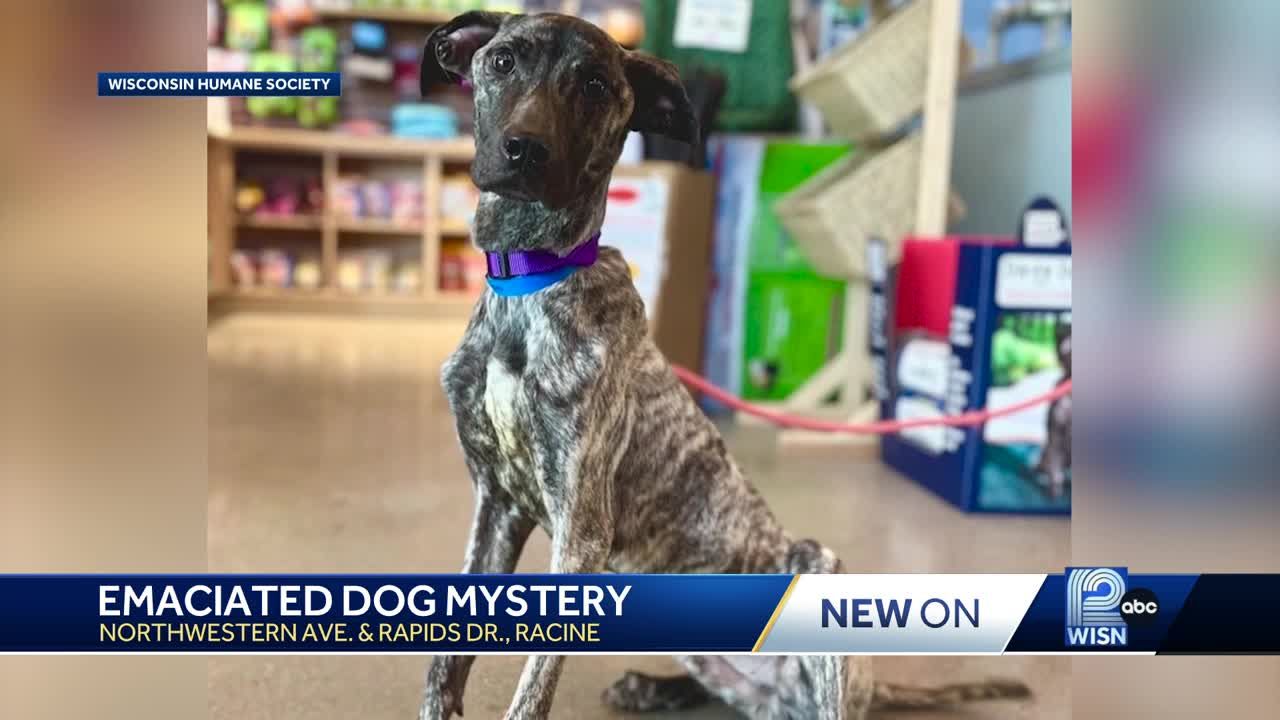 Emaciated dog found wandering Racine streets