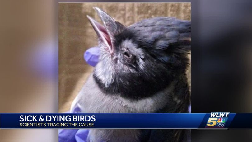 Why are Birds Dying in Indiana 