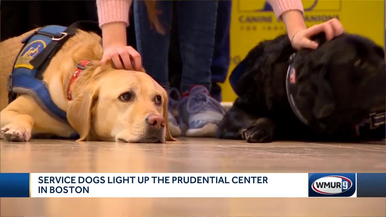 are dogs allowed in the prudential center boston