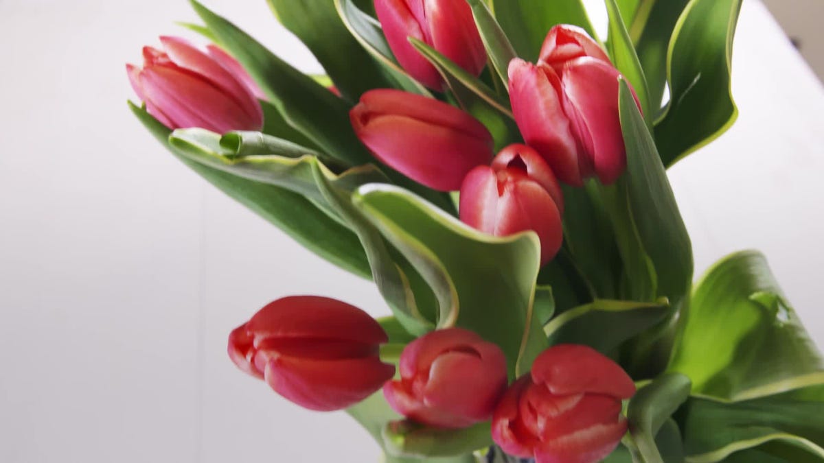 ramo de tulipanes