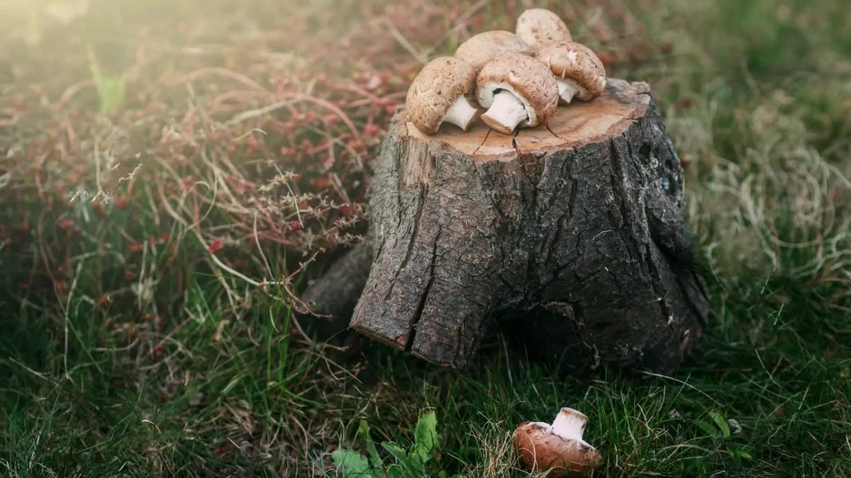 funghi