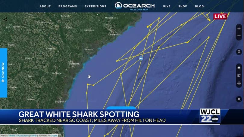 1,200-pound great white shark is swimming off the coast of South Carolina