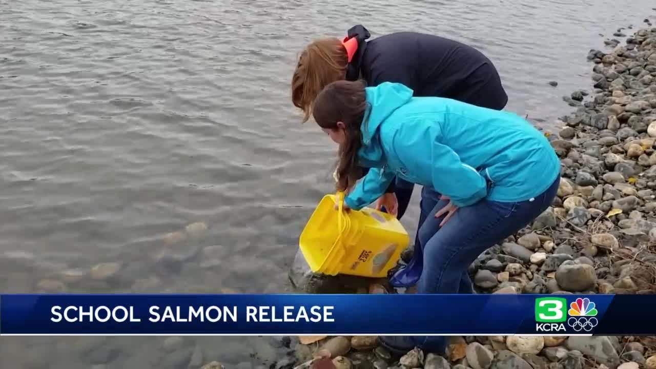 Rancho Cordova Students Raise And Release Salmon
