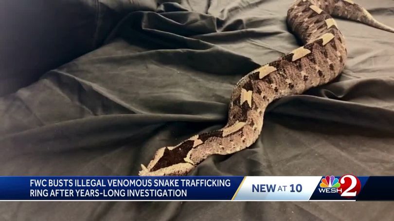 Operation Viper - FWC probe leads to charges for venomous snake  traffickers; Cape Coral man cited