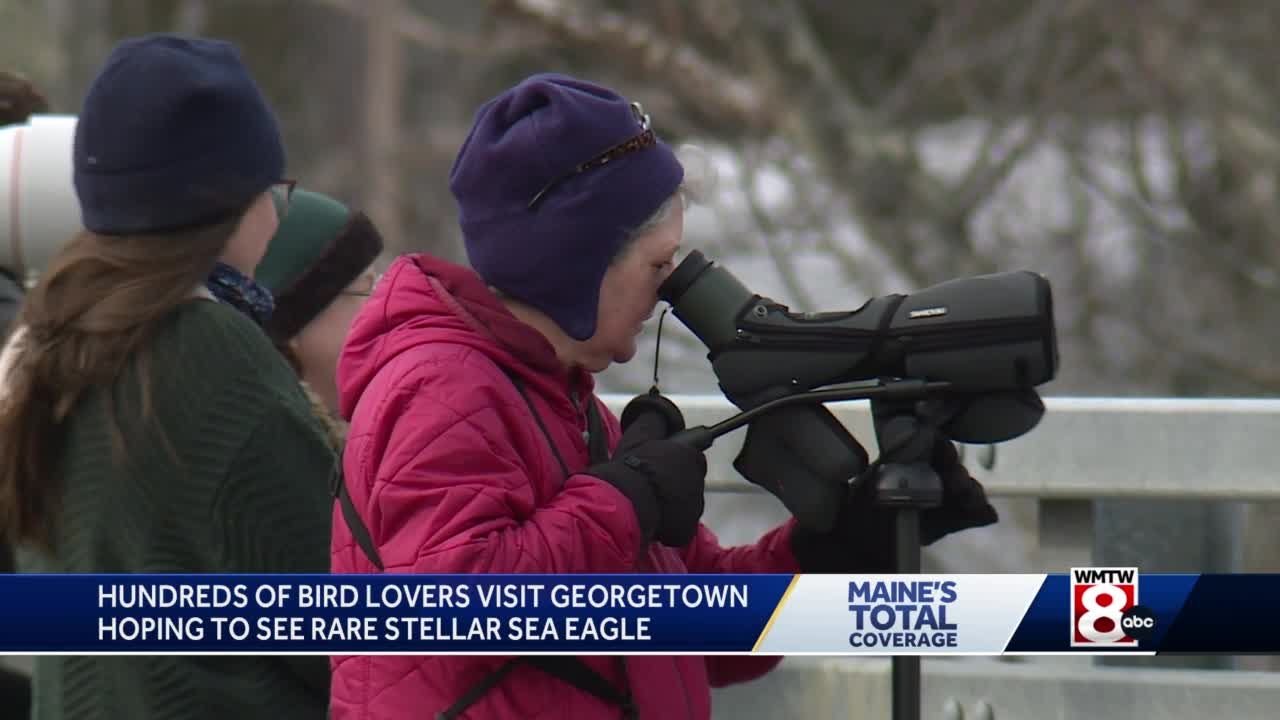Bird watchers are flocking to Maine to catch glimpse of rare eagle