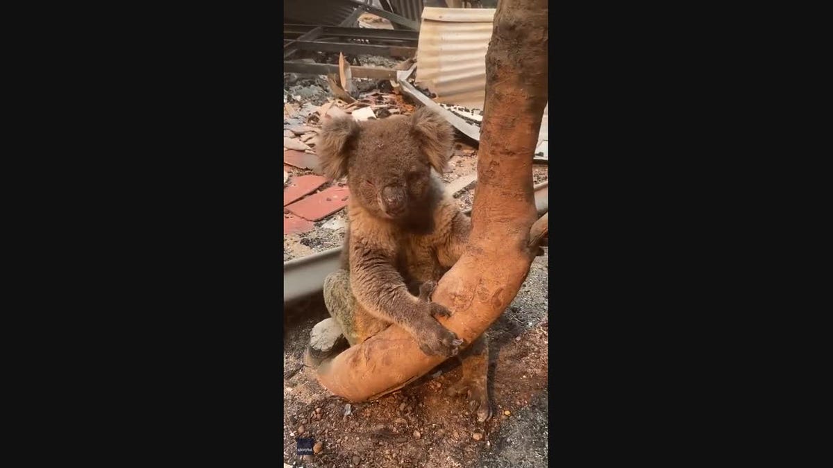 Un giovane salva alcuni dei koala che erano stati raggiunti dalle fiamme a  Kangaroo Island