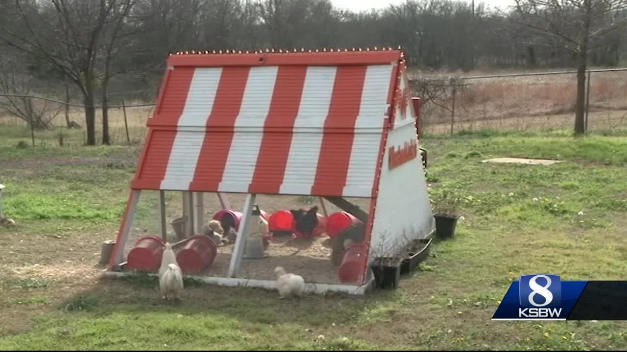 Animal Stories With Dan Green A Whataburger Chicken Coop