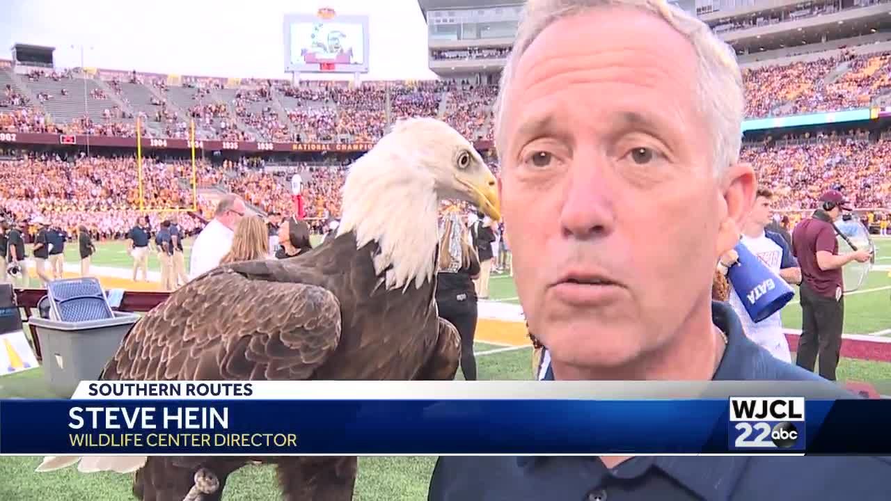 Freedom Grounded Georgia Southern s live bald eagle mascot will miss Saturday s game