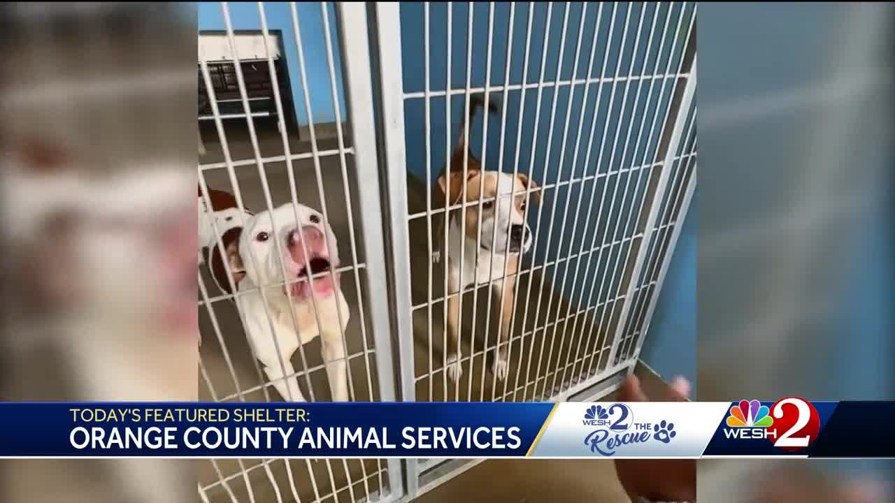 Orange county hot sale animal center