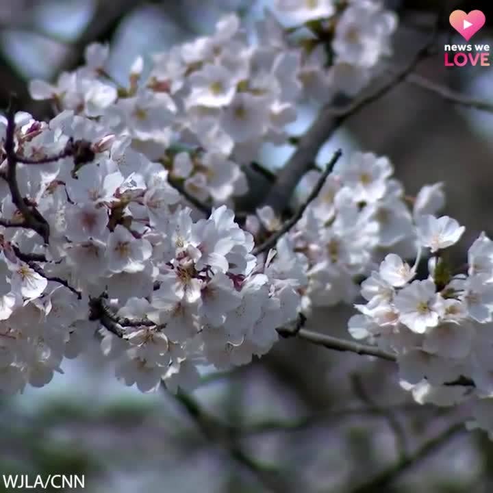 DC Cherry Blossom Festival Moved up to Mid-March Due to Warm Winter