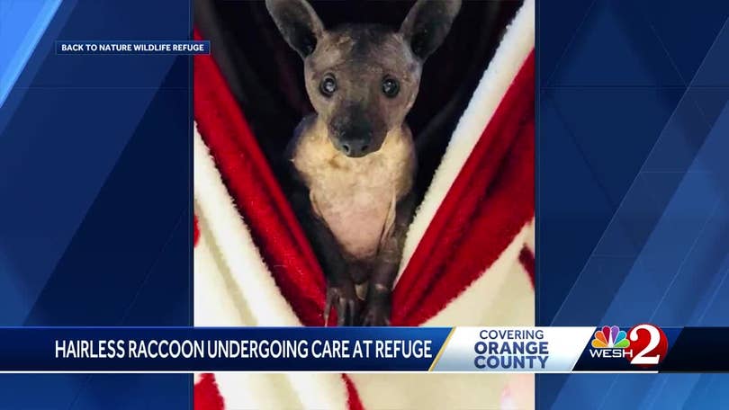 Mystery Animal Found In Orange County Can You Guess What It Is Mystery Animal Found In Orange County Can You Guess What It Is