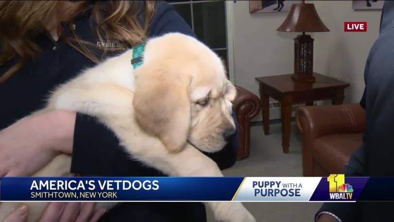 VOTE to name WBAL-TV's next Puppy with a Purpose