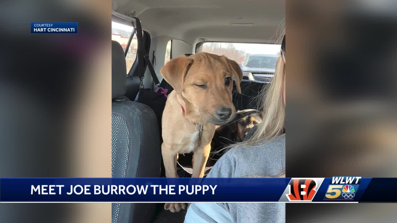 Cincinnati animal nonprofit volunteer adopts puppy, names him Joe