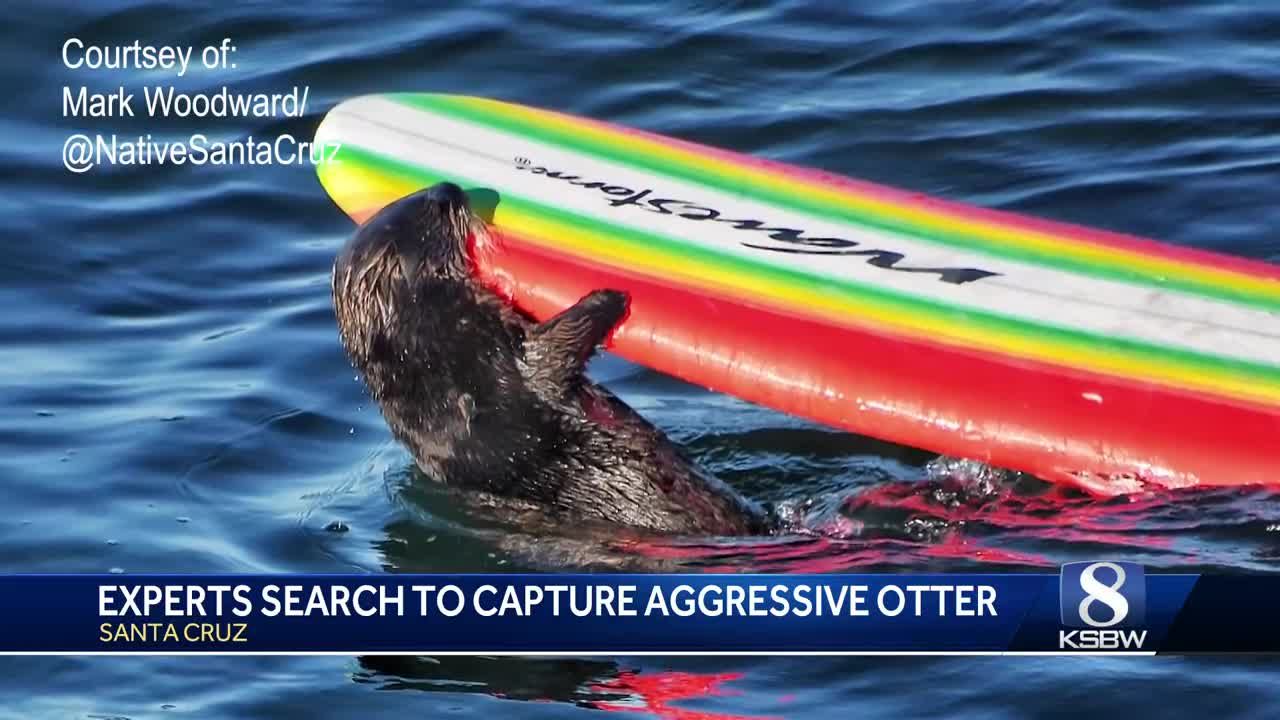 Experts look to capture aggressive sea otter following several