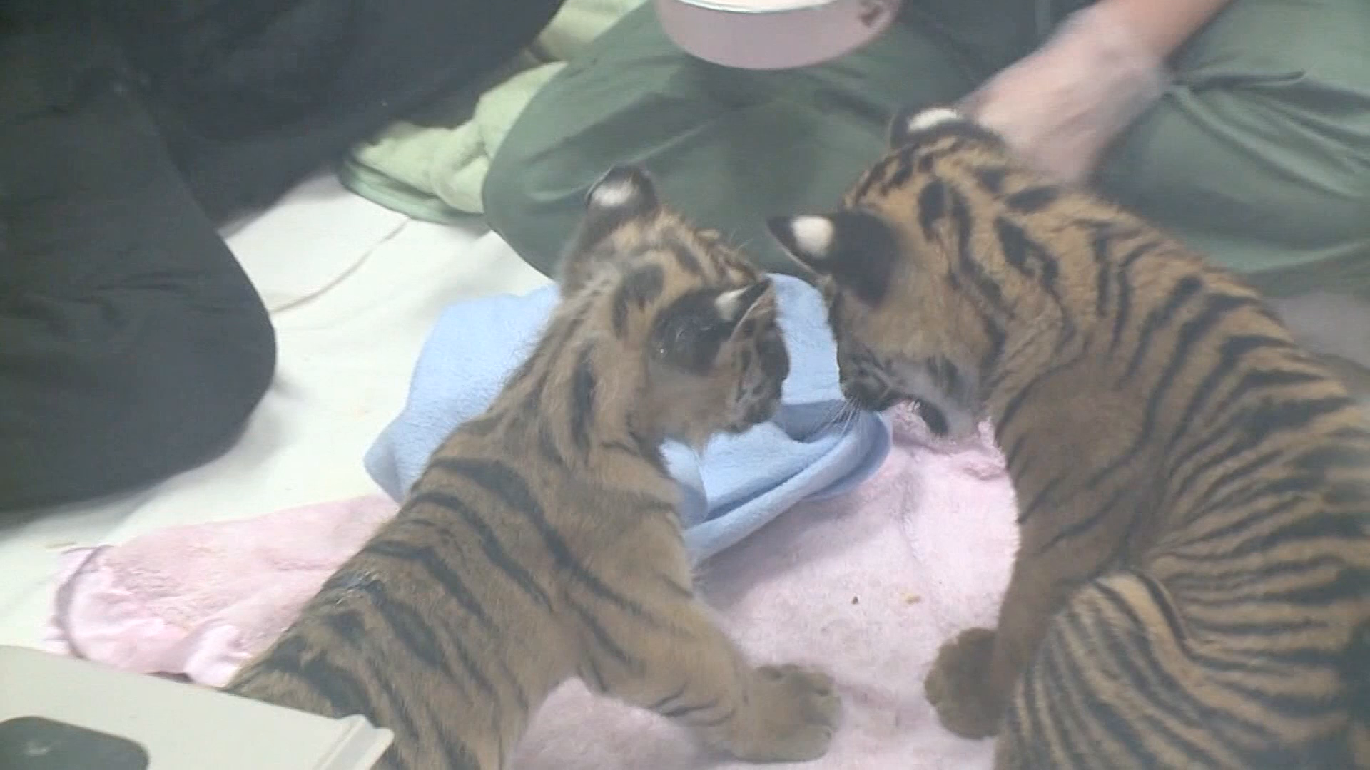 Milwaukee County Zoo's three tiger cubs make public debut