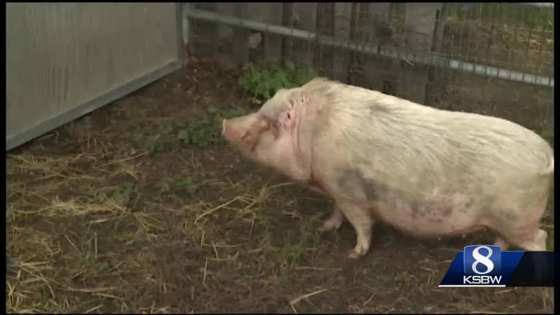 KSBW Pets of the Weekend: Moto Moto & Punky Pig