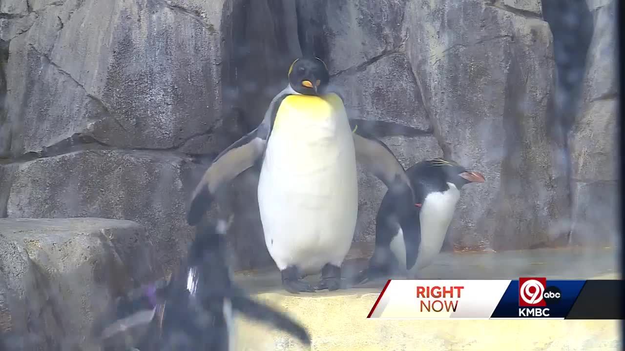 KC Zoo & Aquarium resident finalist for title of cutest penguin in the world