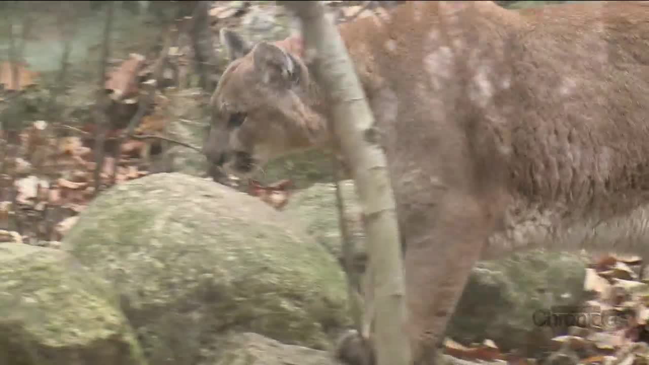 Did Someone See a Mountain Lion or a Bobcat in Chichester, NH?