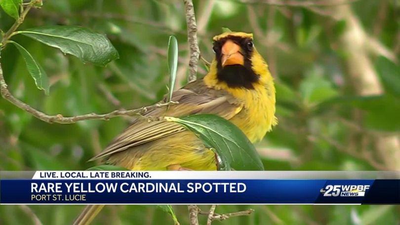 Yellow cardinal, a rare bird, spotted in Port St. Lucie, Florida