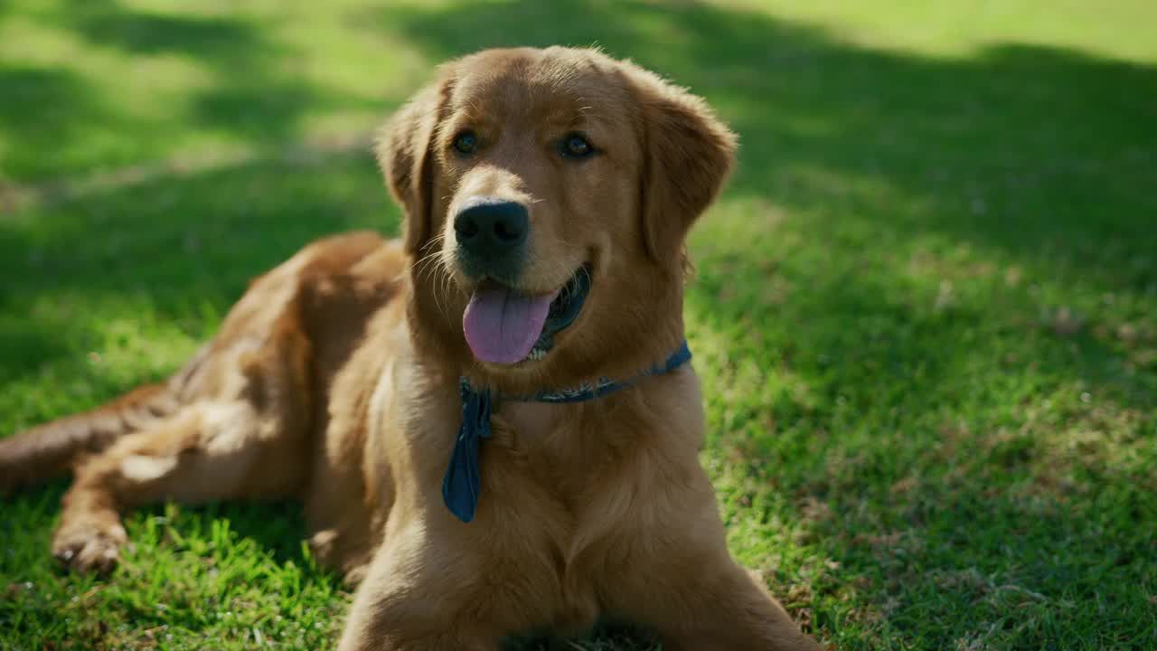 Golden Retriever - All About Dogs
