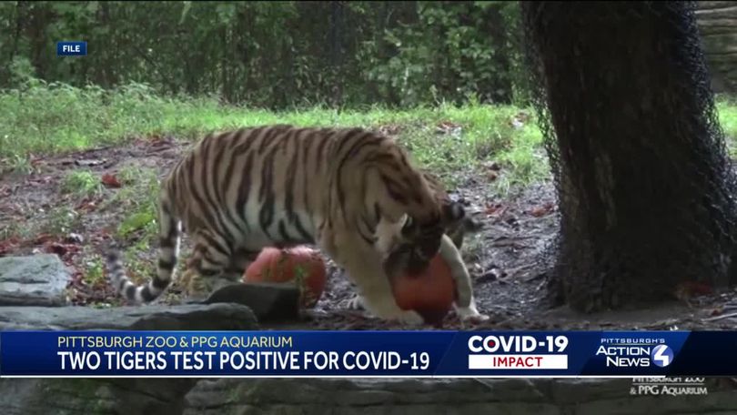 Coronavirus: 4 more tigers, 3 lions test positive for COVID-19 at