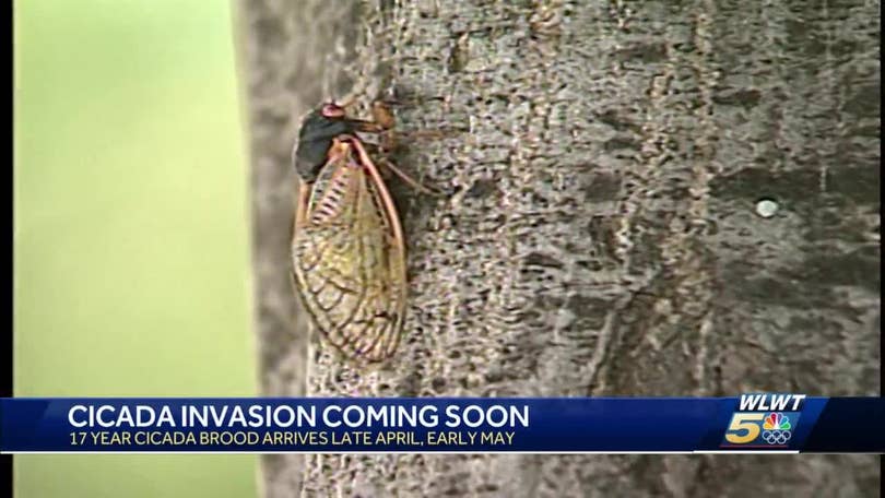 photo Cicadas 2021 Cincinnati Ohio Map 2021 cicadas when