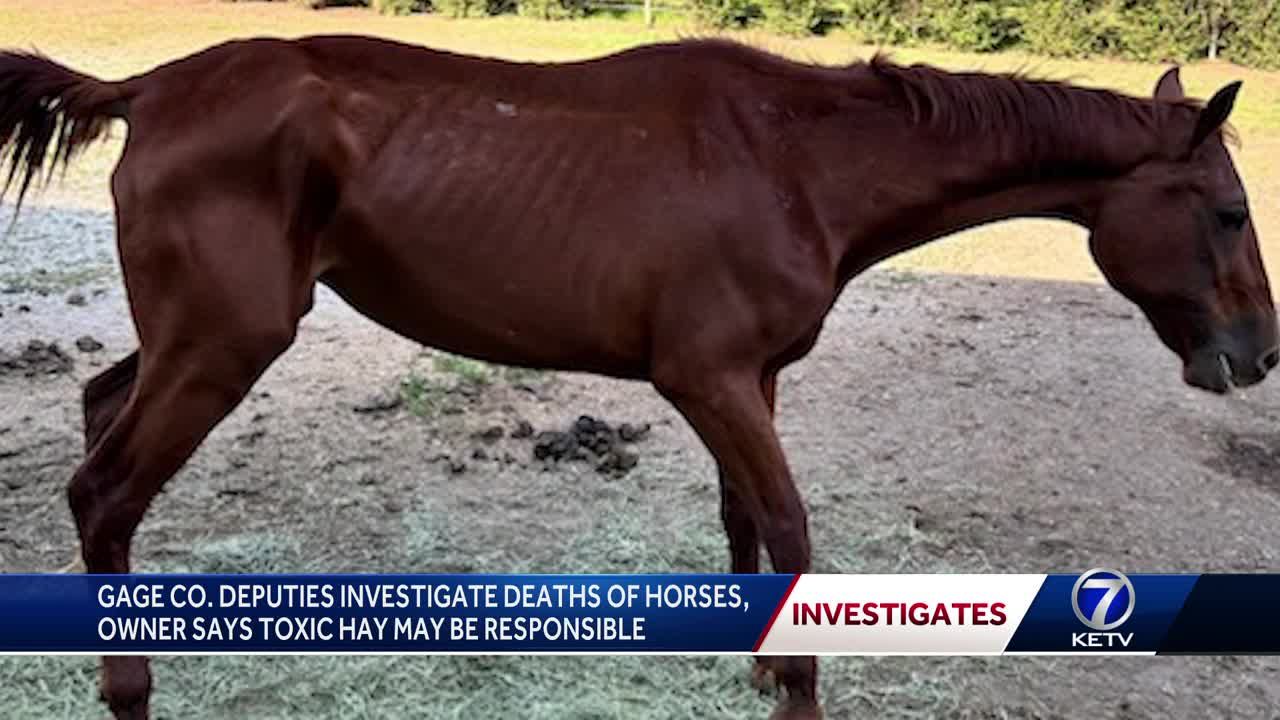 More than a dozen horses die at Beatrice vet clinic