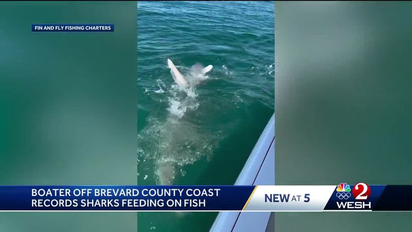 VIDEO: Fishermen capture shark feeding frenzy off Florida coast