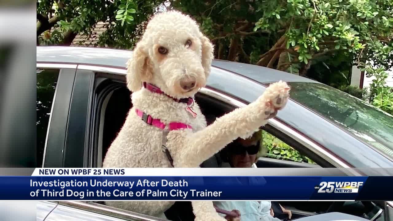 Investigation underway after at least 3 dogs die at boarding facility in Martin County