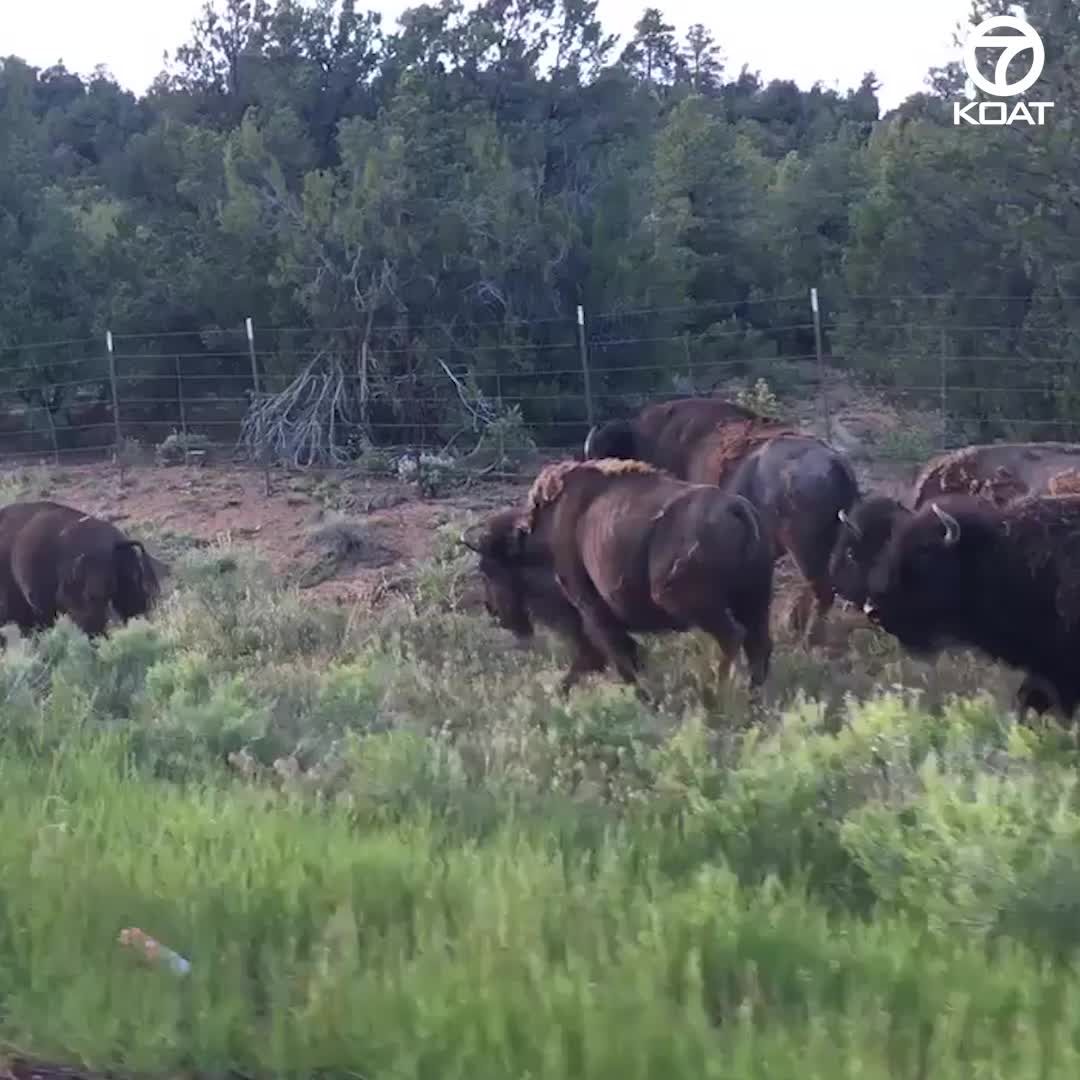 Video captures buffalo in Picuris Pueblo Video captures buffalo in Picuris Pueblo