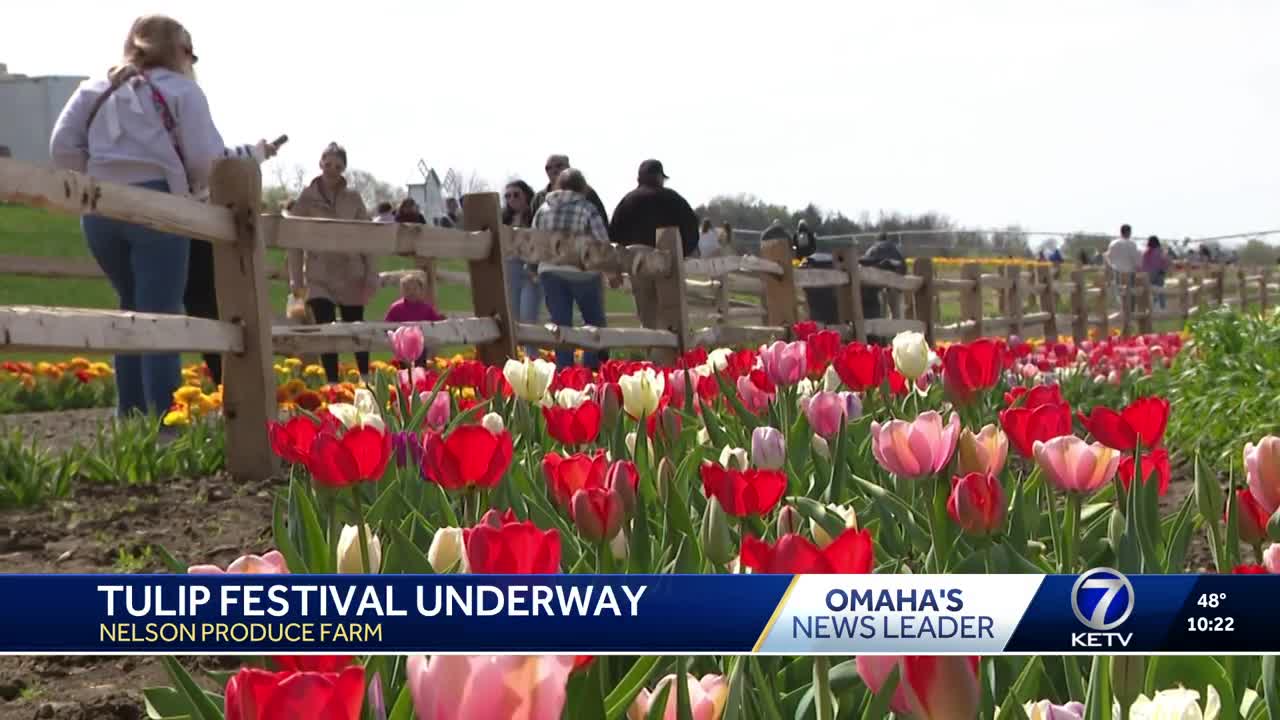 Tulip Festival underway at Nelson Produce Farm