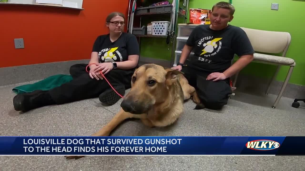 Dog named Magic gets adopted after recovering from gunshot wound - Good  Morning America