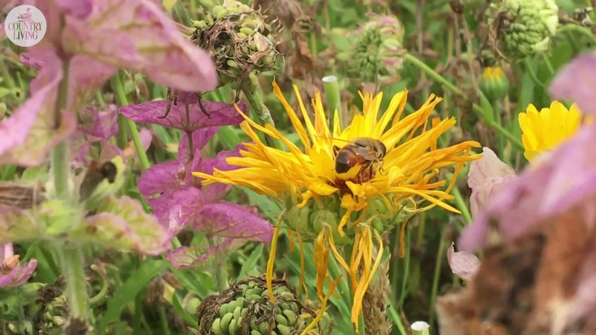 preview for Insects help pollinate wild flowers in the English countryside