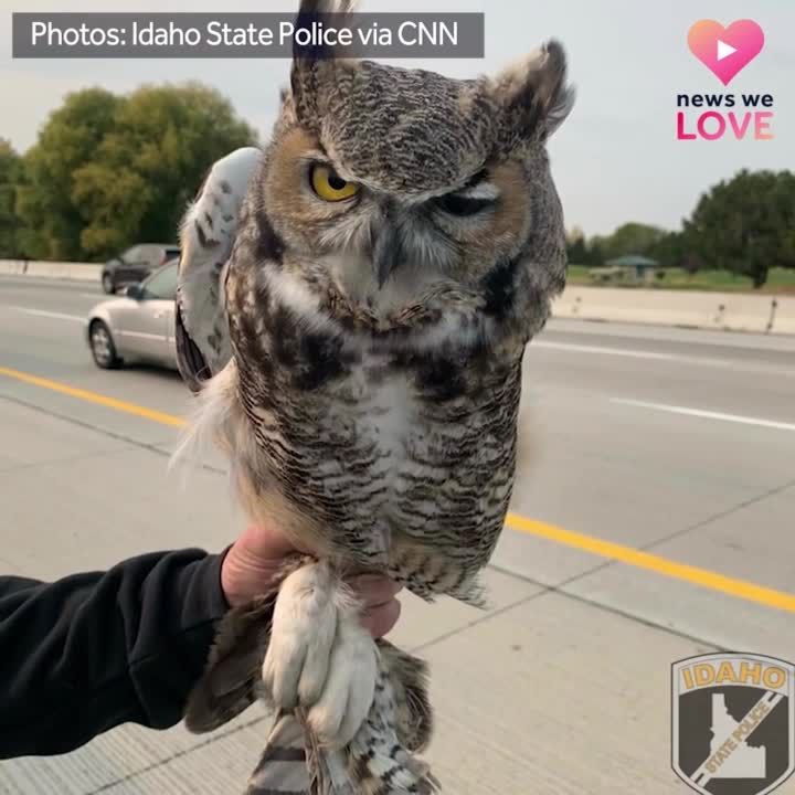 Owl stuck in plastic rescued by Idaho state trooper