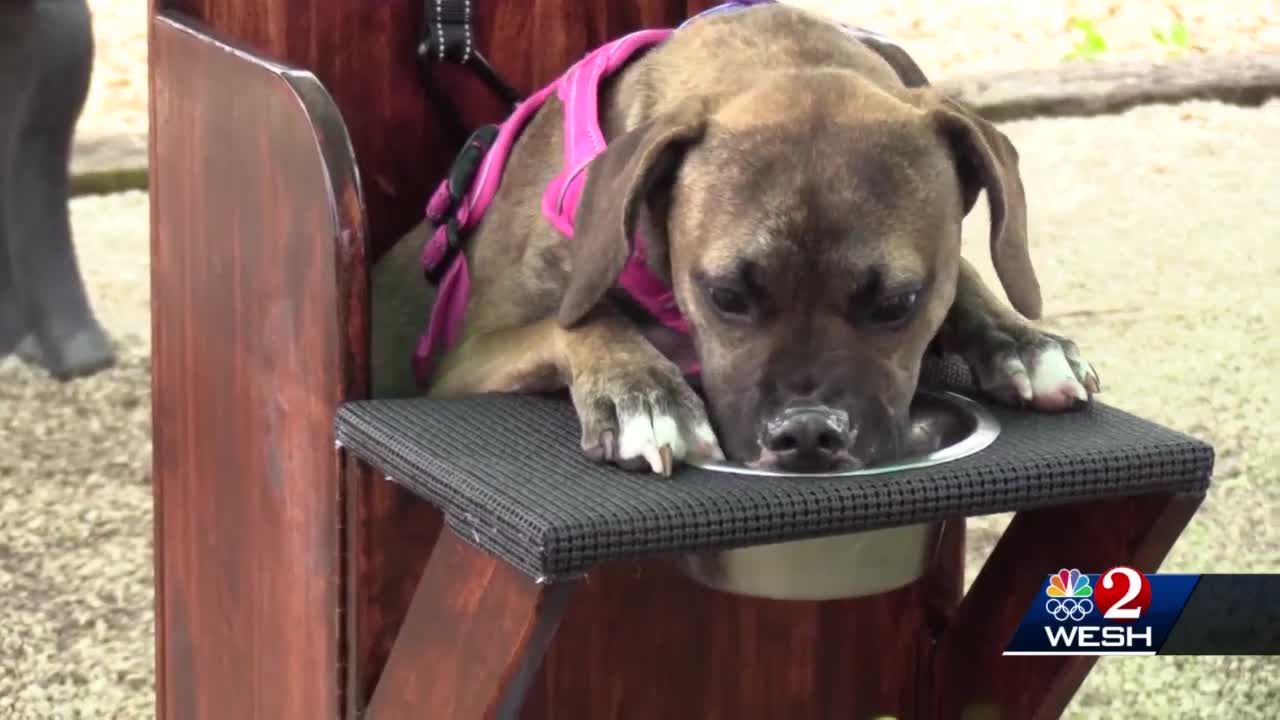 doggy highchair