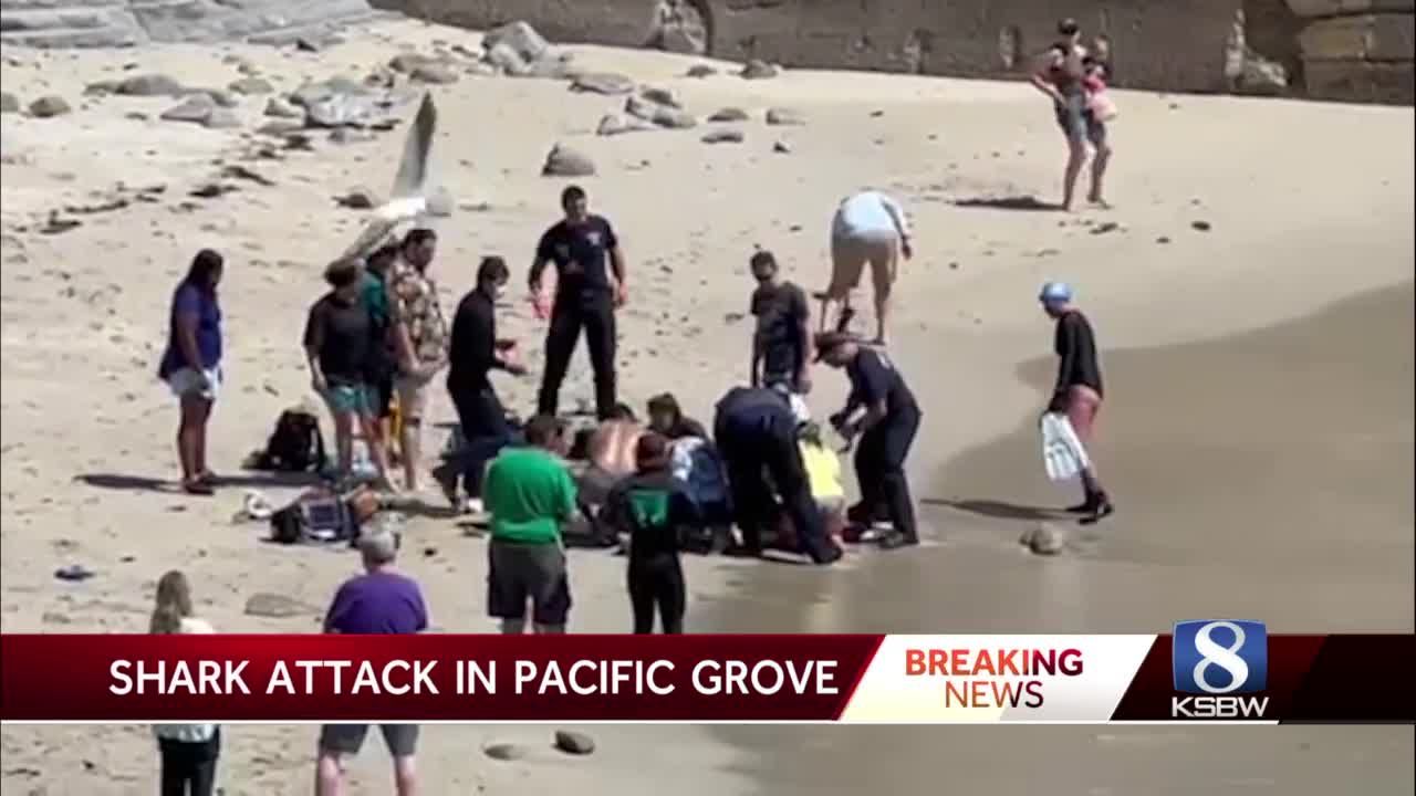 Complete coverage of the shark attack in Pacific Grove