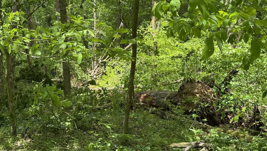 Tornado takes down trees in western Pennsylvania