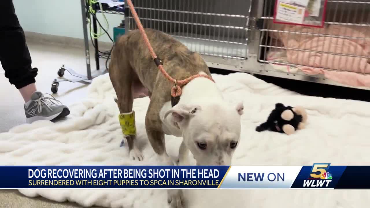 Dog recovering after being shot in head in Lincoln Heights