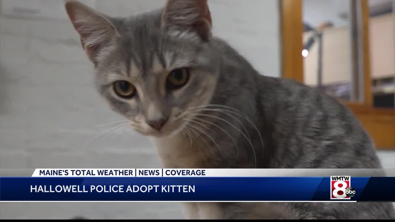 Troy Police Department welcomes new police cat Pawficcer Donut