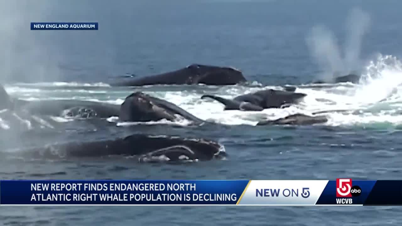 Endangered whale's decline slows, but population falls again