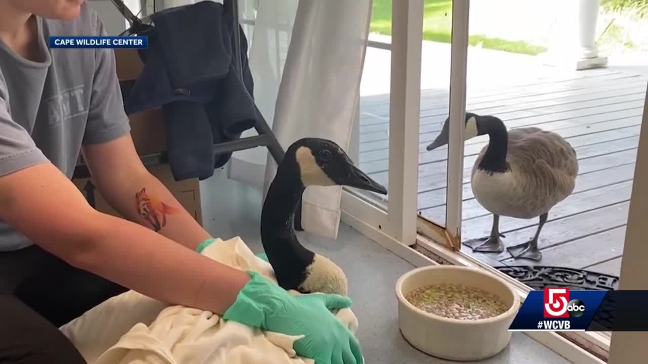 Injured goose, hobbling, with fishing lure in wing : r/manchester