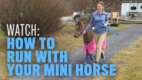 preview for How to Run With Your Miniature Horse