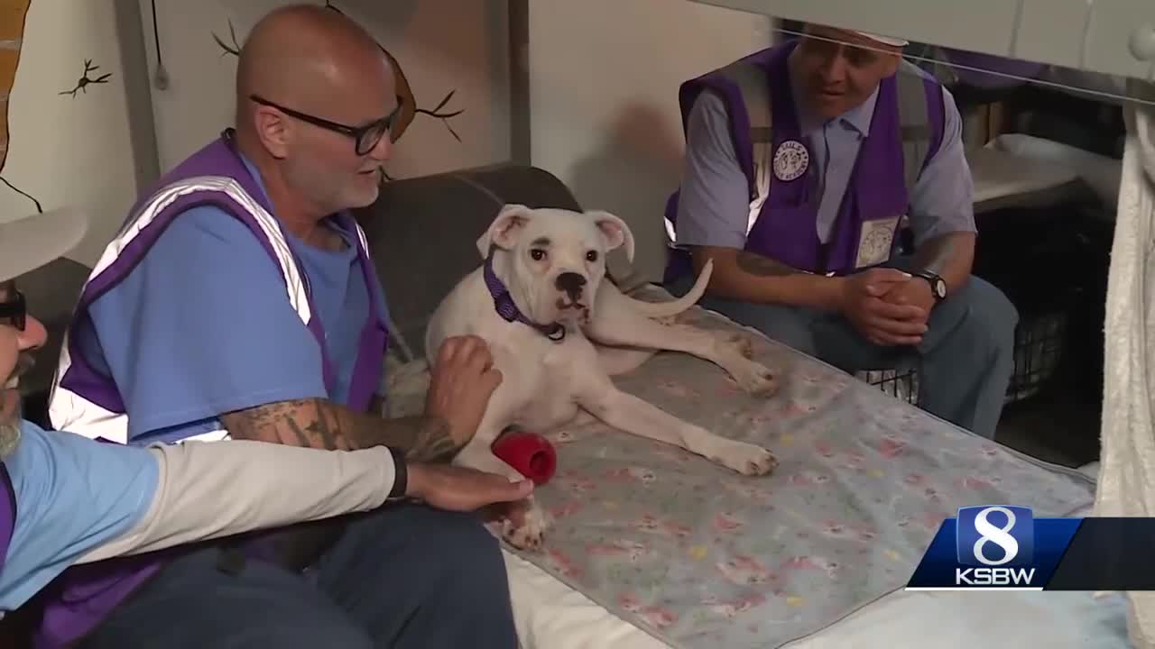 Inmates at Soledad prison train rescue dogs through 'TAILS' program