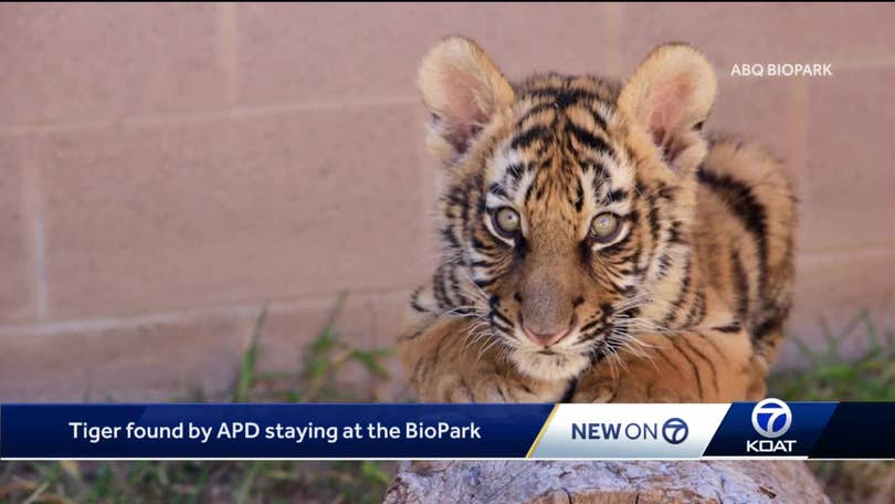 ABQ BioPark Helps to Rescue Tiger Cub — City of Albuquerque