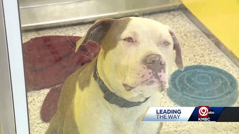 KC Pet Project emphasizes importance of animal fostering