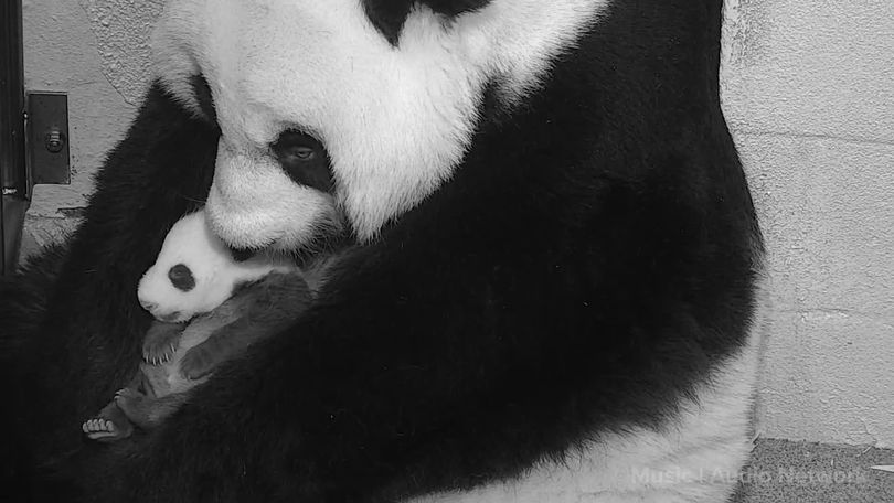 Baby panda's name means “little miracle” in English - The Washington Post