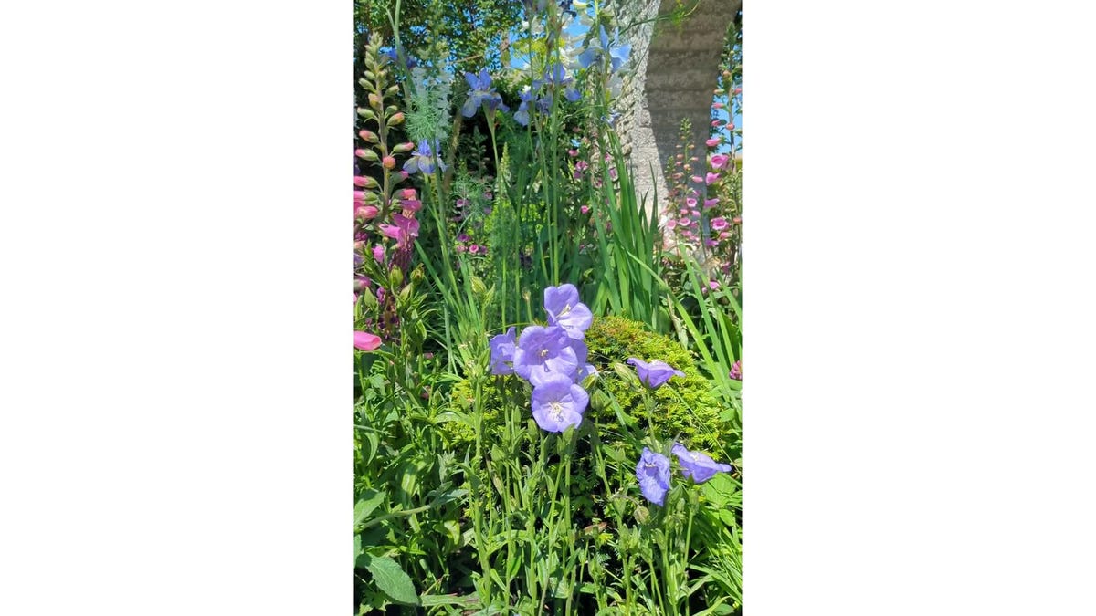 preview for Chelsea Flower Show: Bridgerton Garden