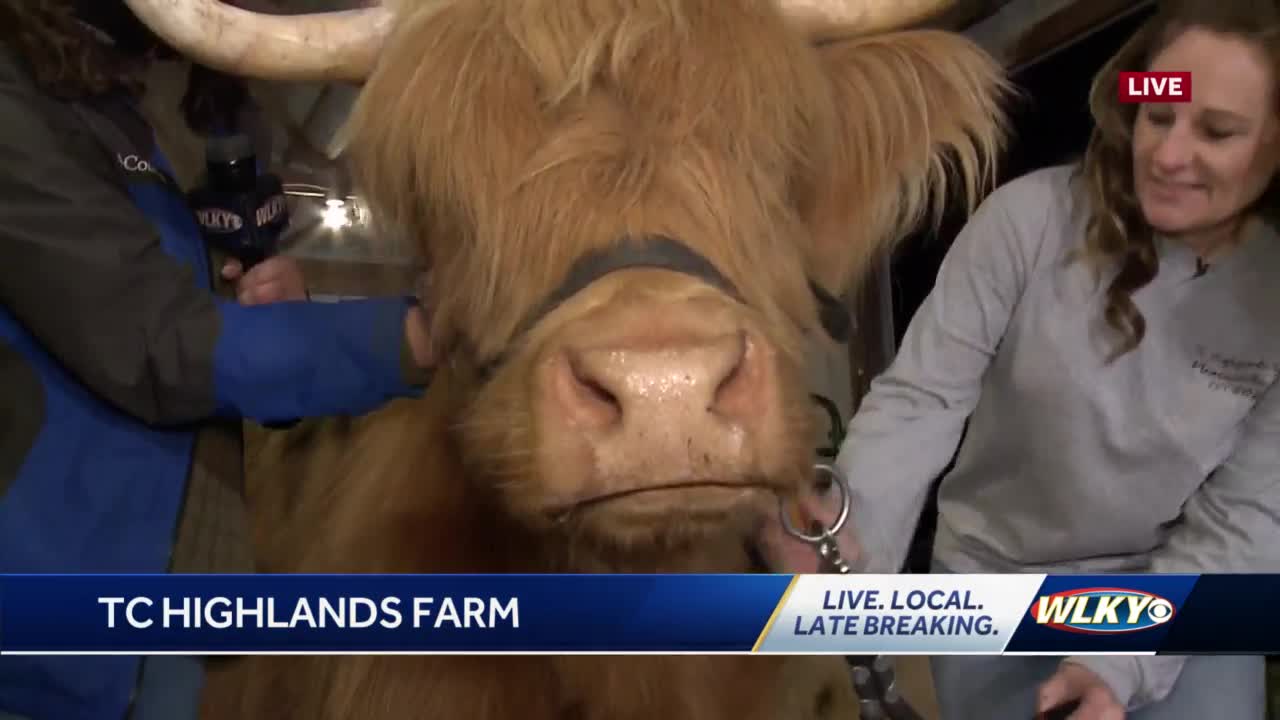 Scottish Highland Cattle - Altina Wildlife Park