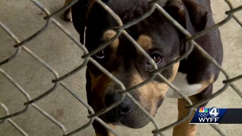 Animal abuse, cruelty an issue across Upstate, we may just not see it like Laurens County, Animal Control says Animal abuse, cruelty an issue across Upstate, we may just not see it like Laurens County, Animal Control says