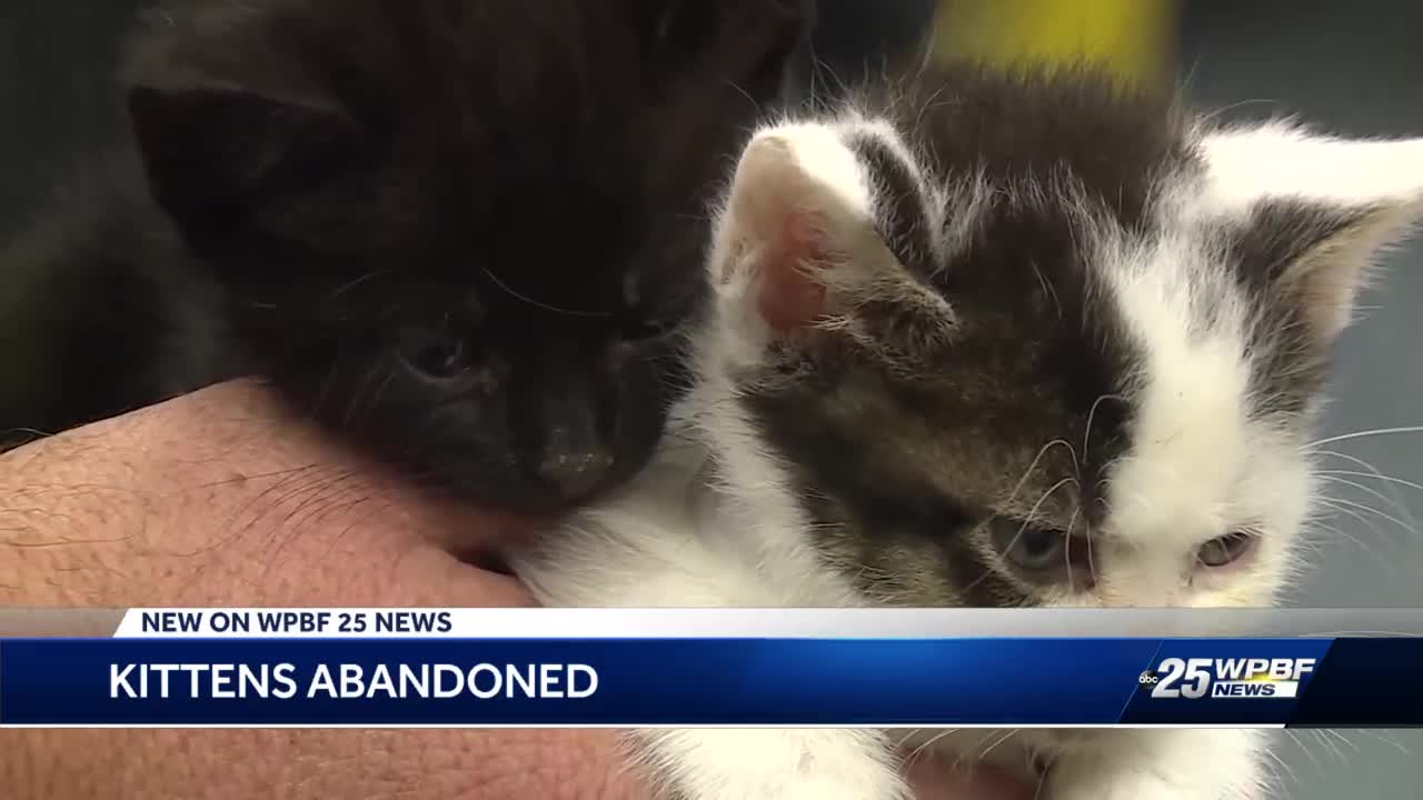 Three Kittens Abandoned At Dumpster Next To Restaurant